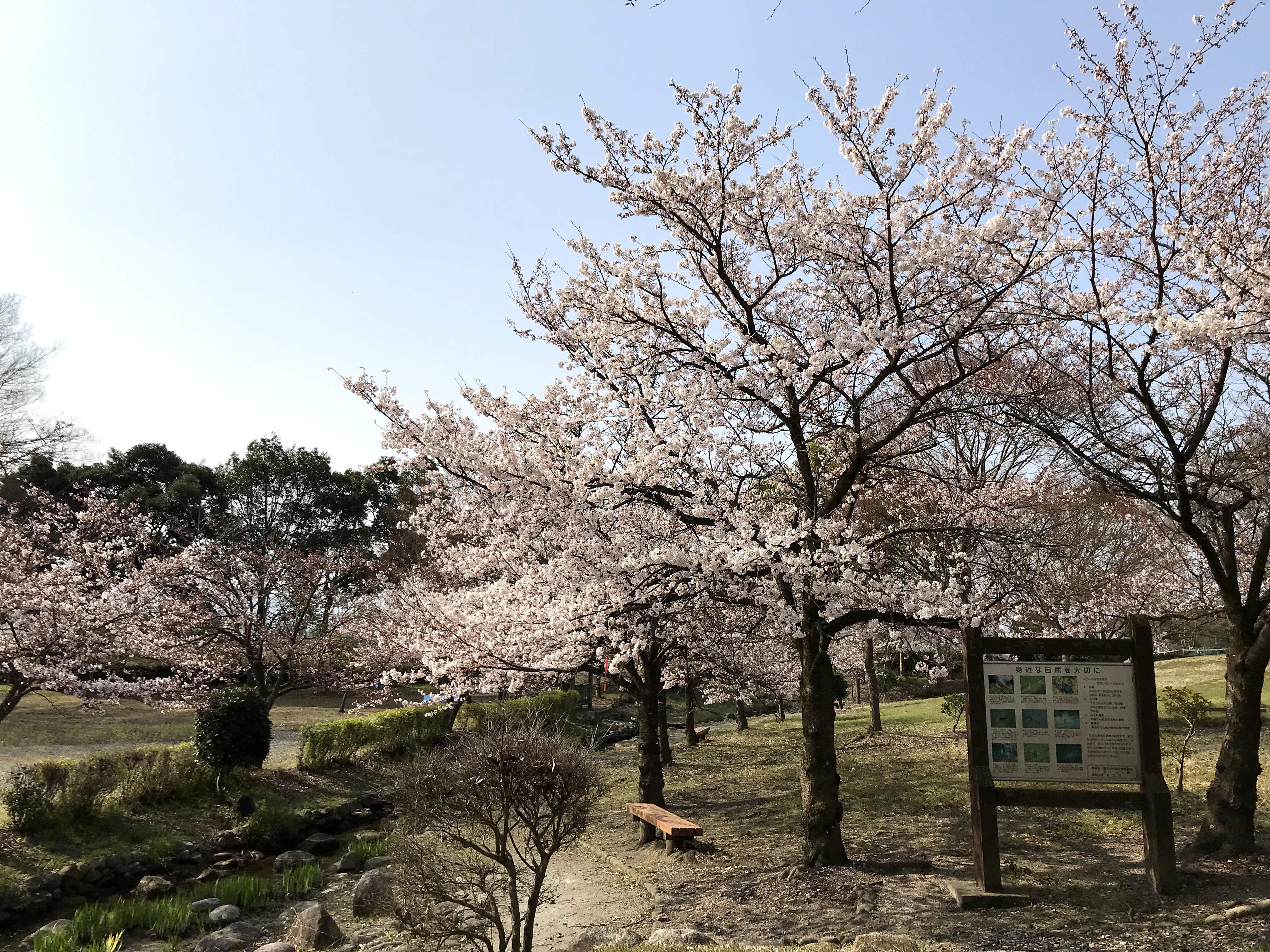 道の駅 近江母の郷の桜