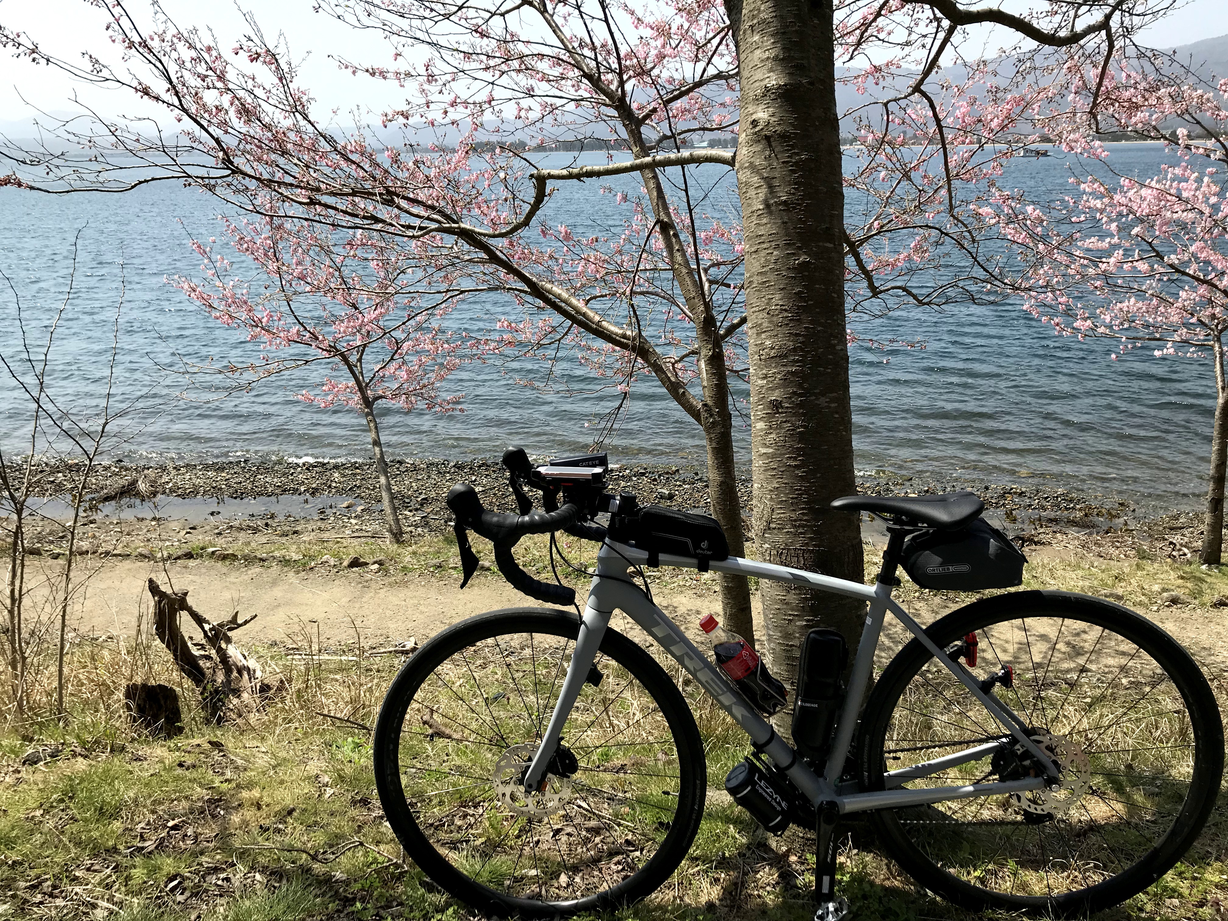 ロードバイクで琵琶湖一周（ビワイチ）海津大崎の桜