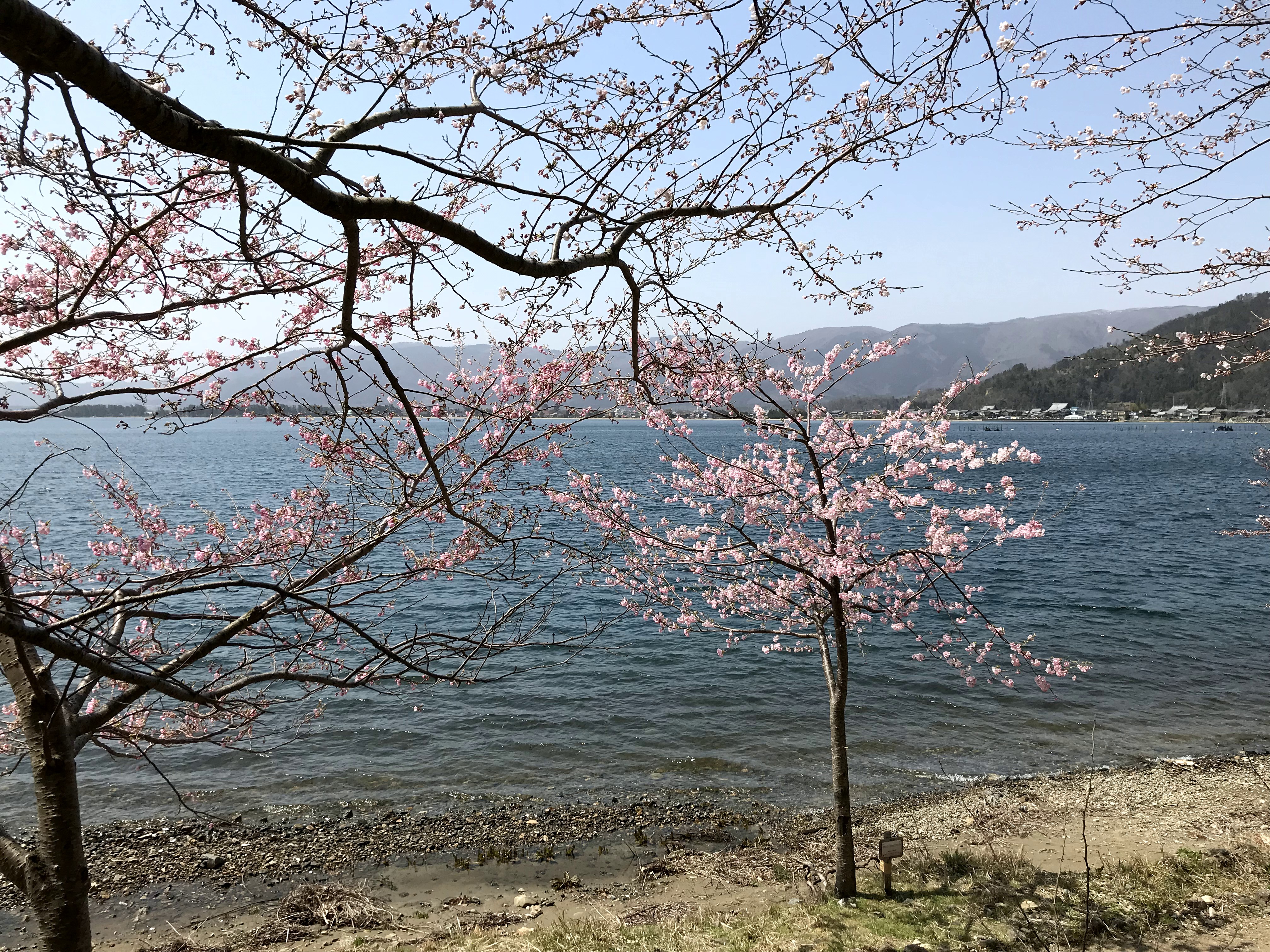 海津大崎の桜