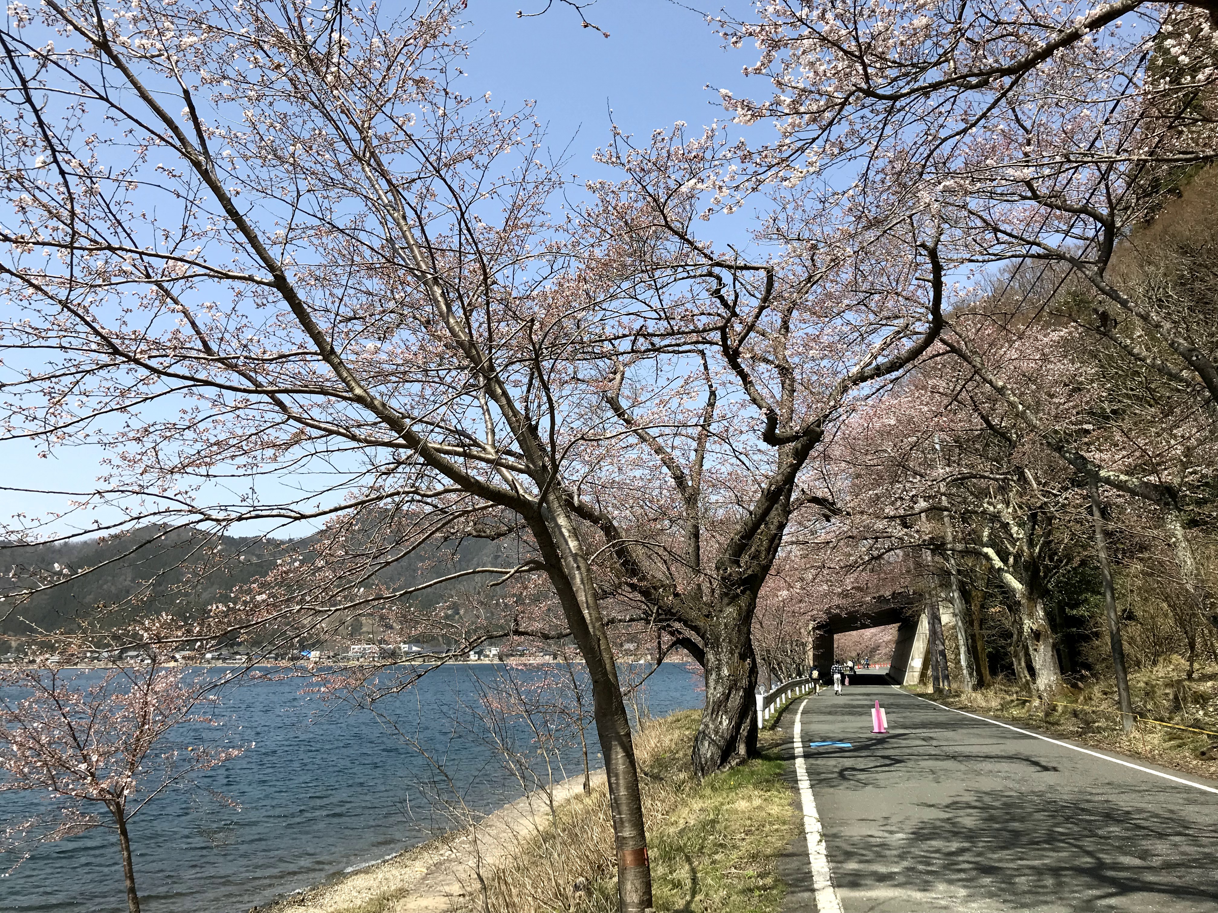 海津大崎の桜