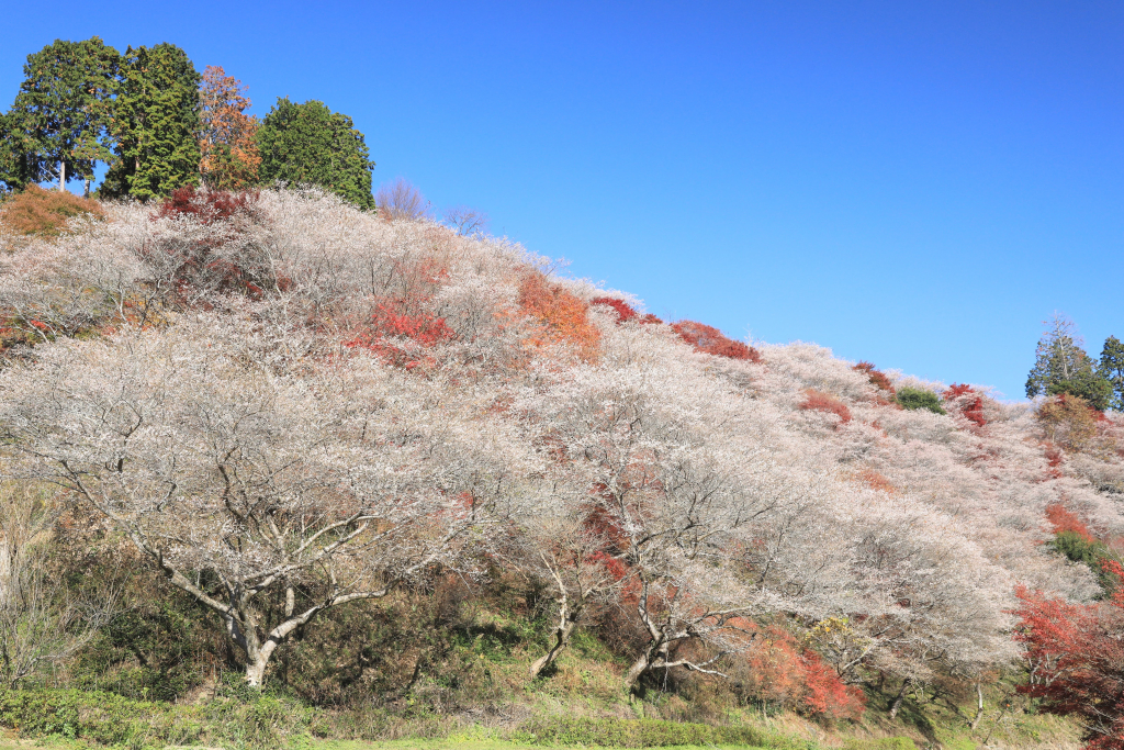 川見四季桜の里