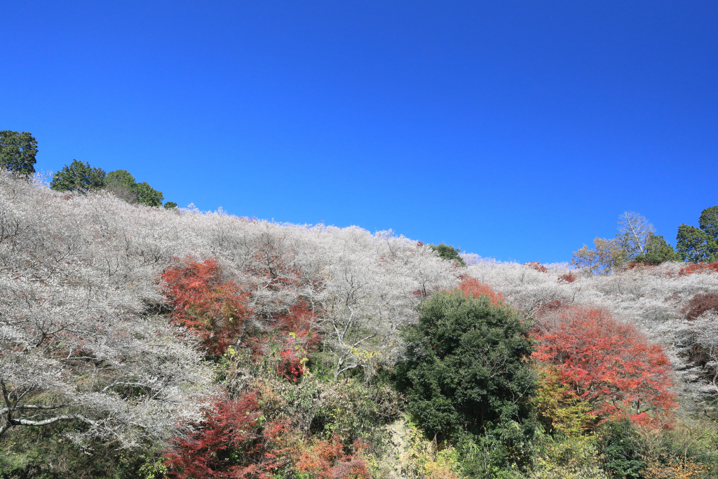 川見四季桜の里