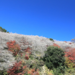 川見四季桜の里