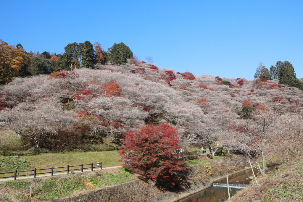 川見四季桜の里