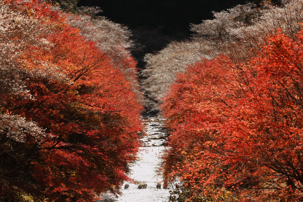 川見四季桜の里 田代川