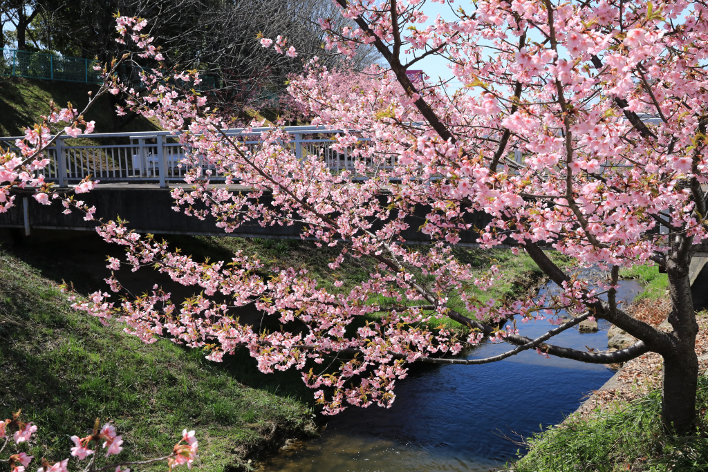 加茂川公園の河津桜