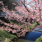 加茂川公園の河津桜