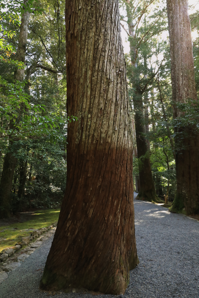 瀧原宮のねじれ杉