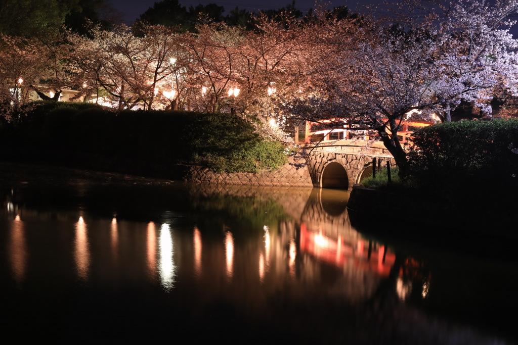 亀城公園の夜桜