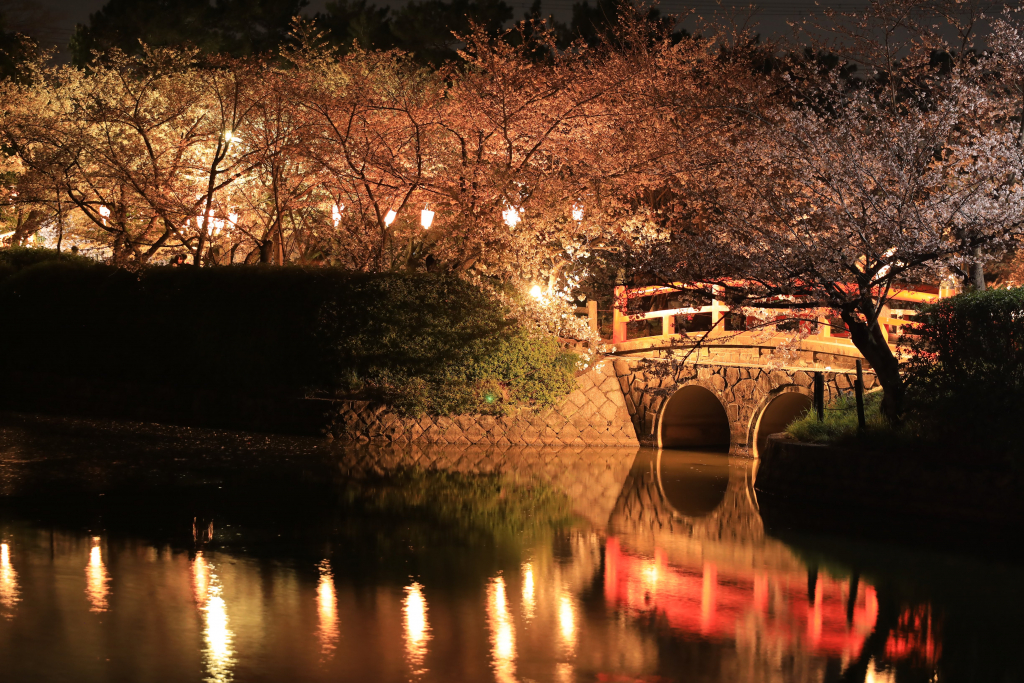 亀城公園の夜桜