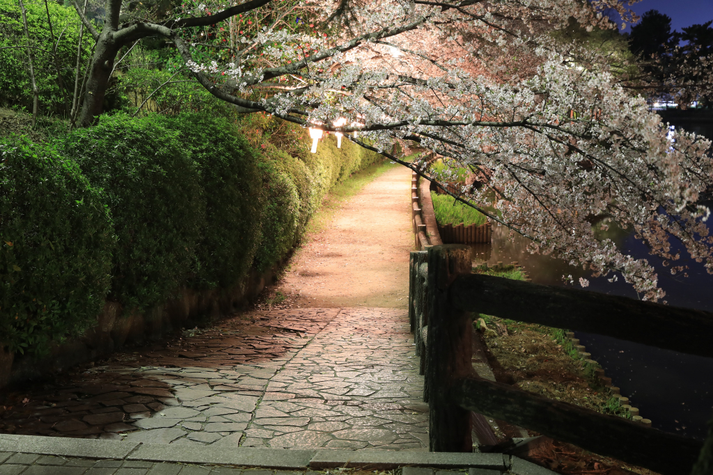 亀城公園の夜桜