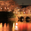 亀城公園の夜桜