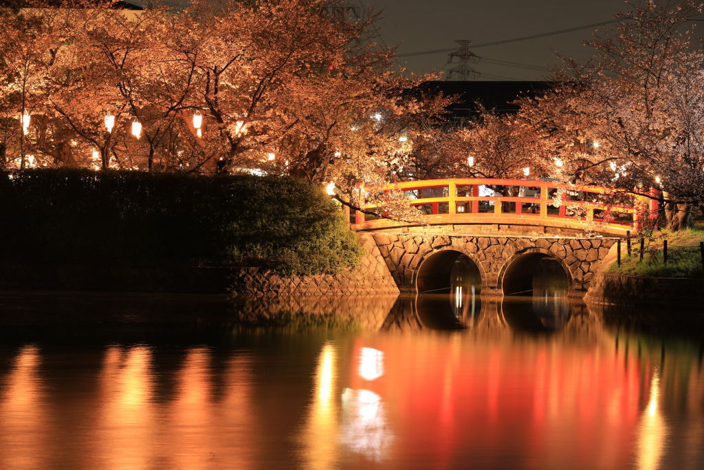 亀城公園の夜桜