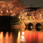 亀城公園の夜桜