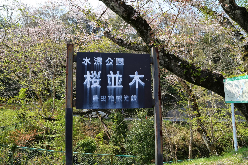 水源公園の桜