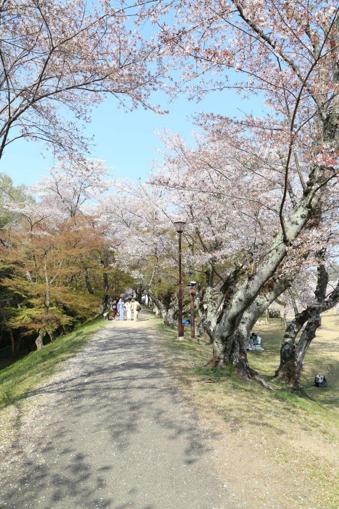 水源公園の桜