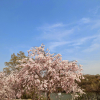 水源公園の桜