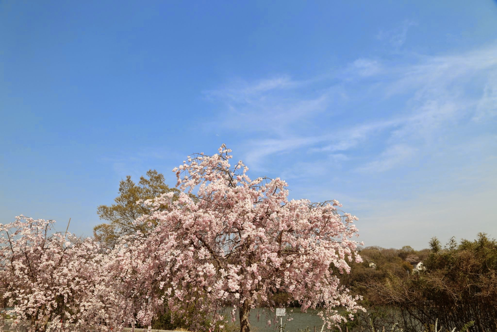 水源公園の桜