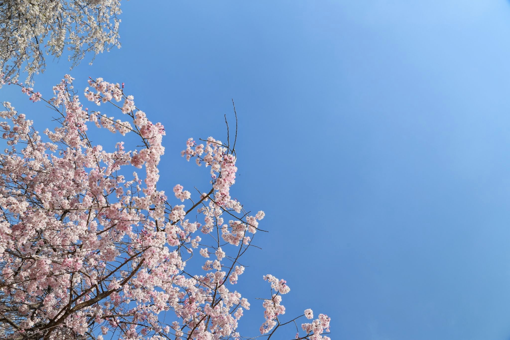 水源公園の桜