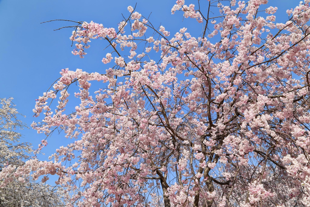 水源公園の桜