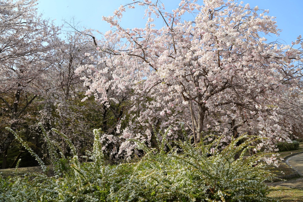 水源公園の桜