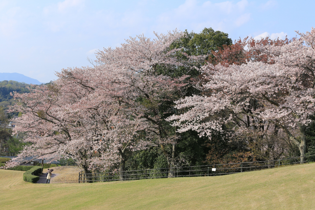 鞍ケ池公園の桜 若草山