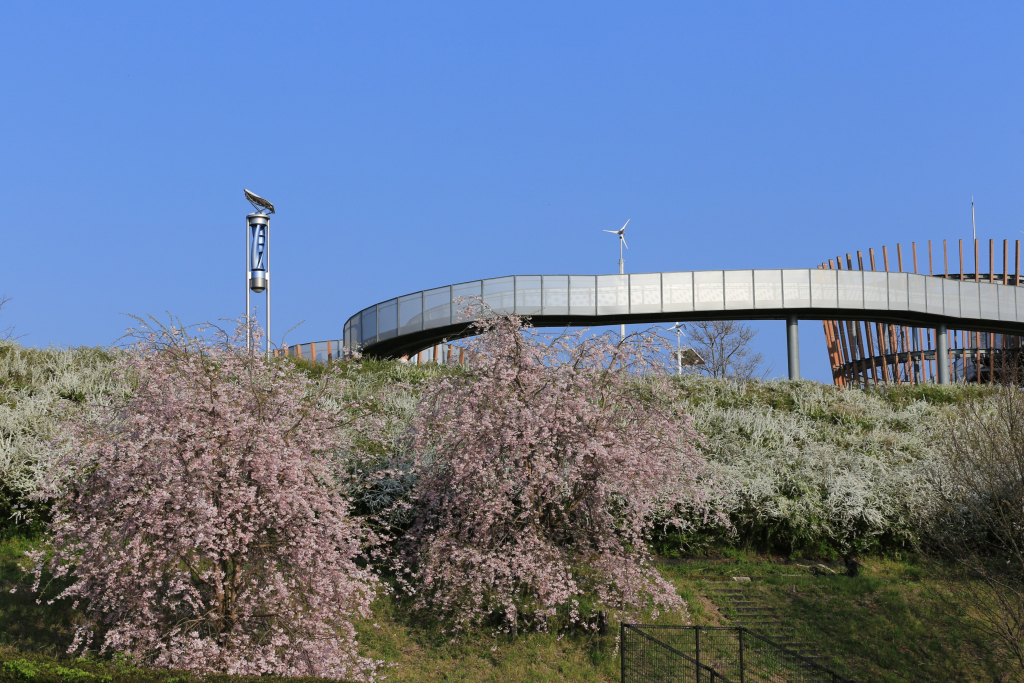 鞍ケ池公園の桜