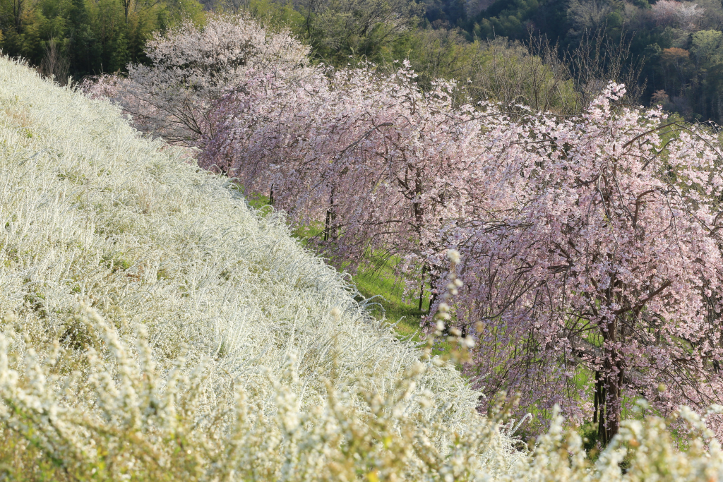 鞍ケ池公園の桜