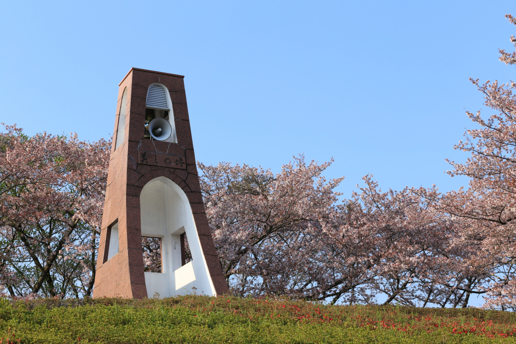 鞍ケ池公園の桜