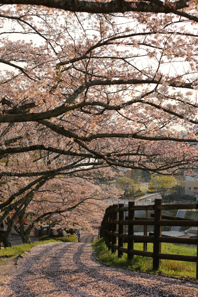 鞍ケ池公園の桜 桜並木道