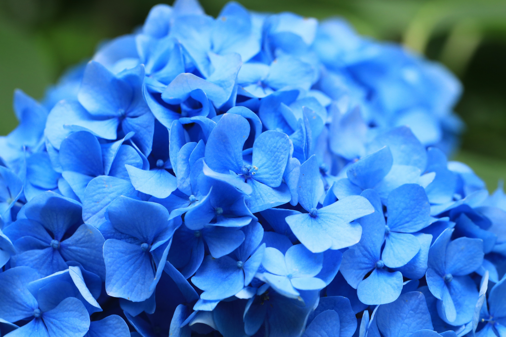 本光寺紫陽花まつり