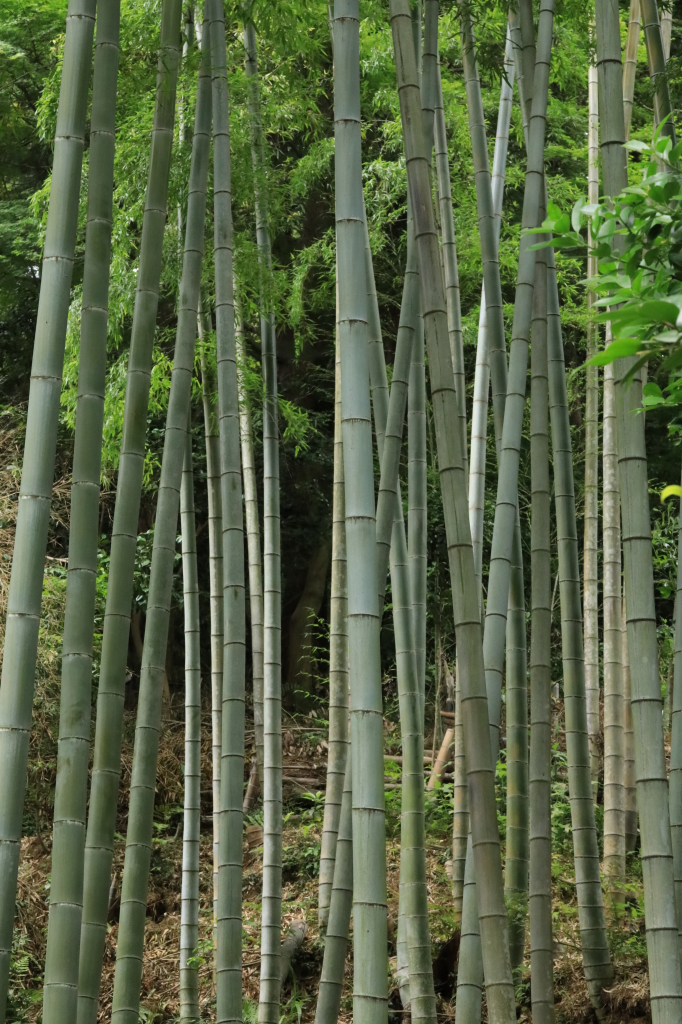 本光寺紫陽花まつり