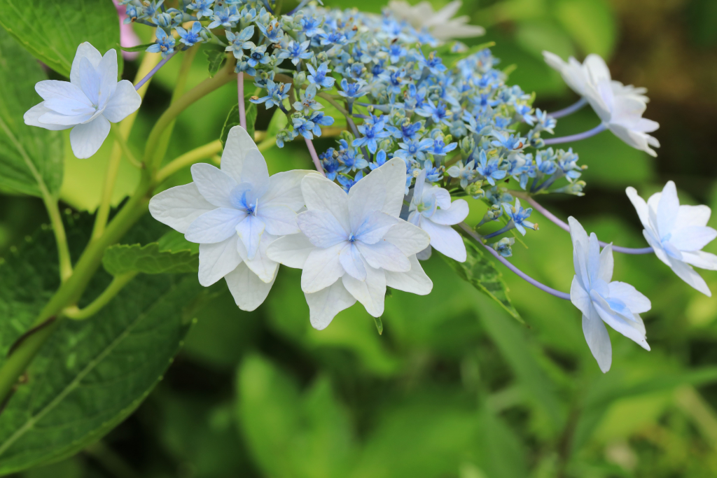 本光寺紫陽花まつり