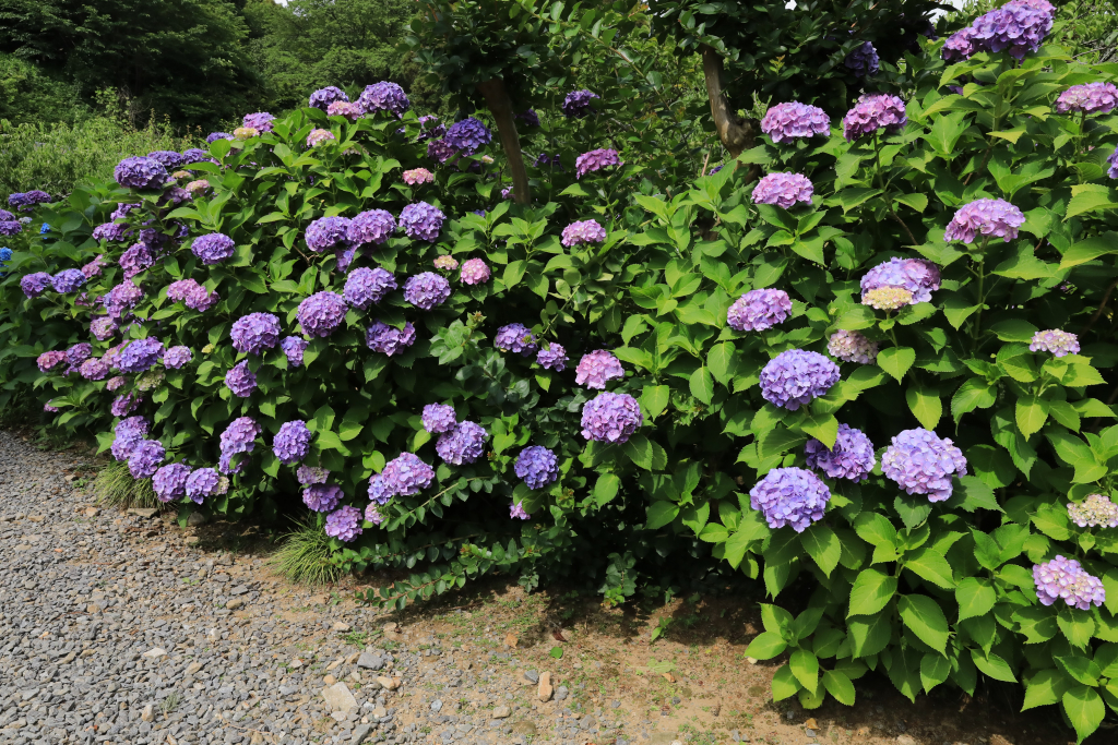 本光寺紫陽花まつり