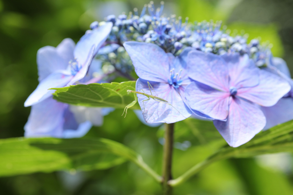 本光寺紫陽花まつり