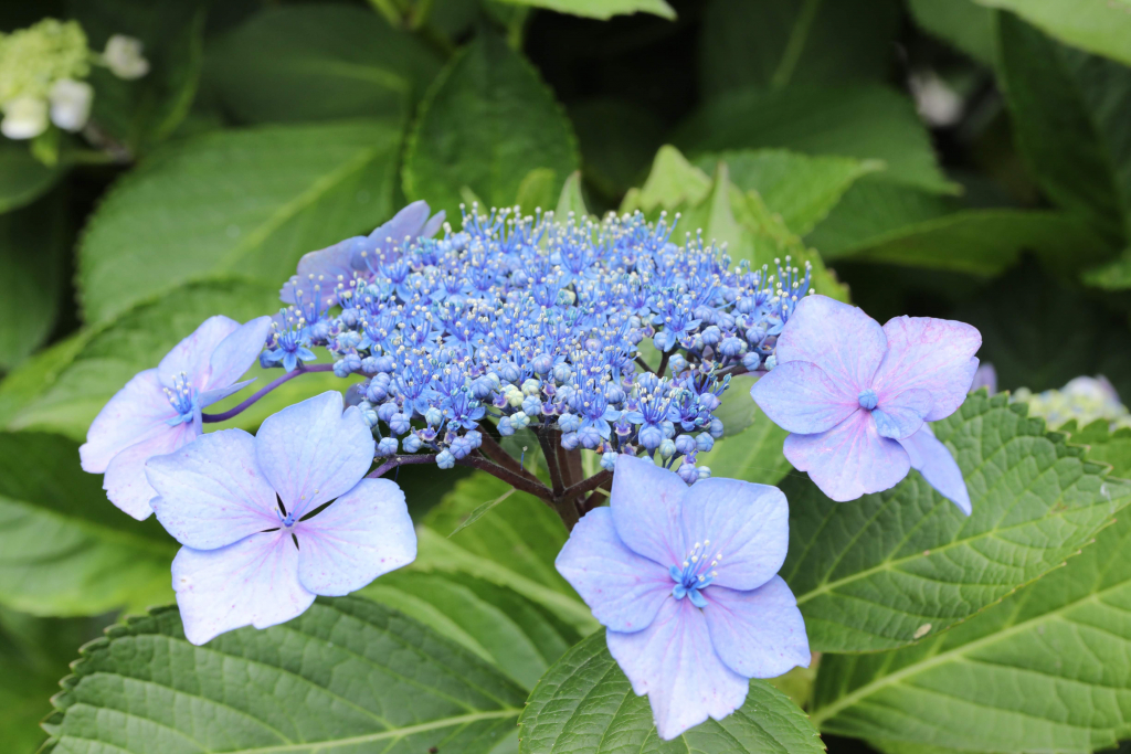 本光寺紫陽花まつり