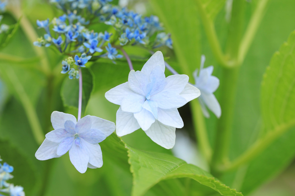 本光寺紫陽花まつり