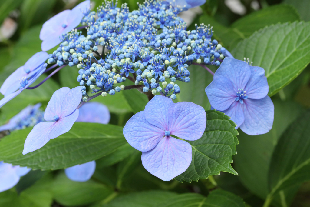 本光寺紫陽花まつり