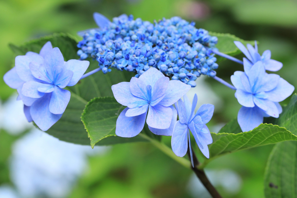 本光寺紫陽花まつり