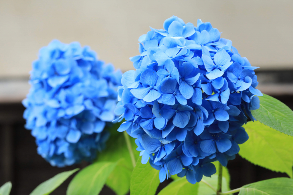 本光寺紫陽花まつり