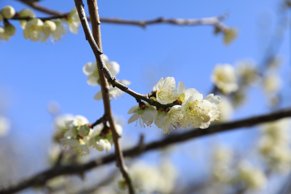 平芝公園梅まつり