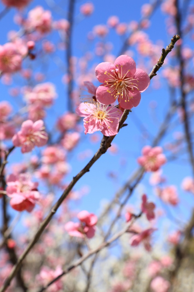 平芝公園梅まつり