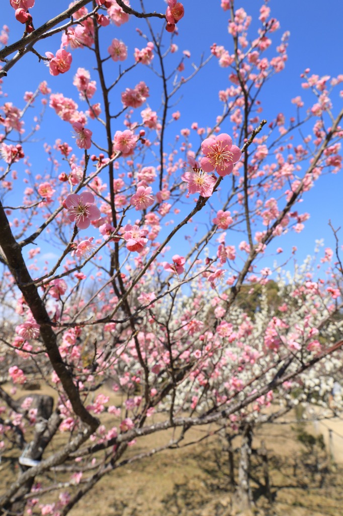 平芝公園梅まつり