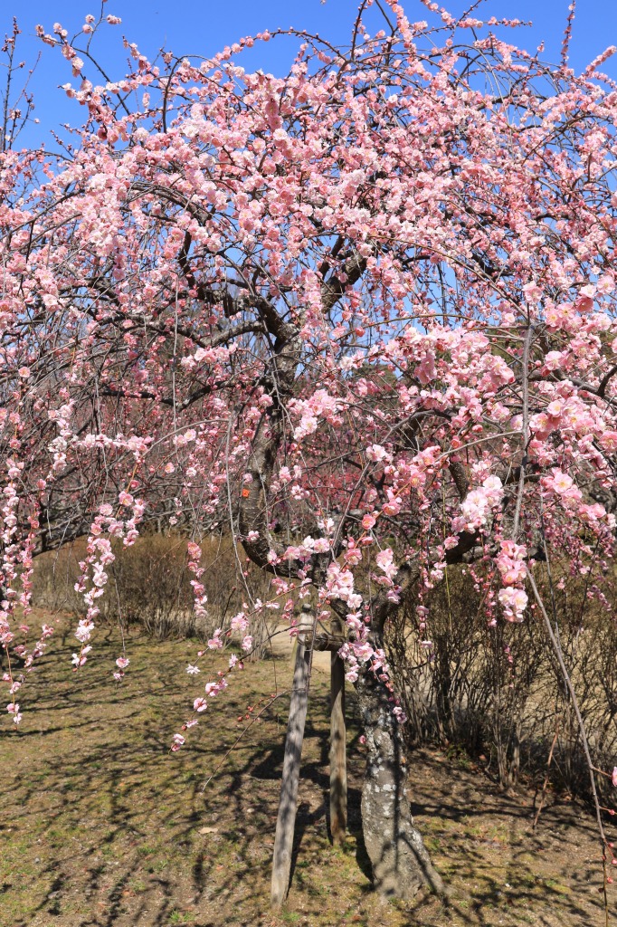 平芝公園梅まつり