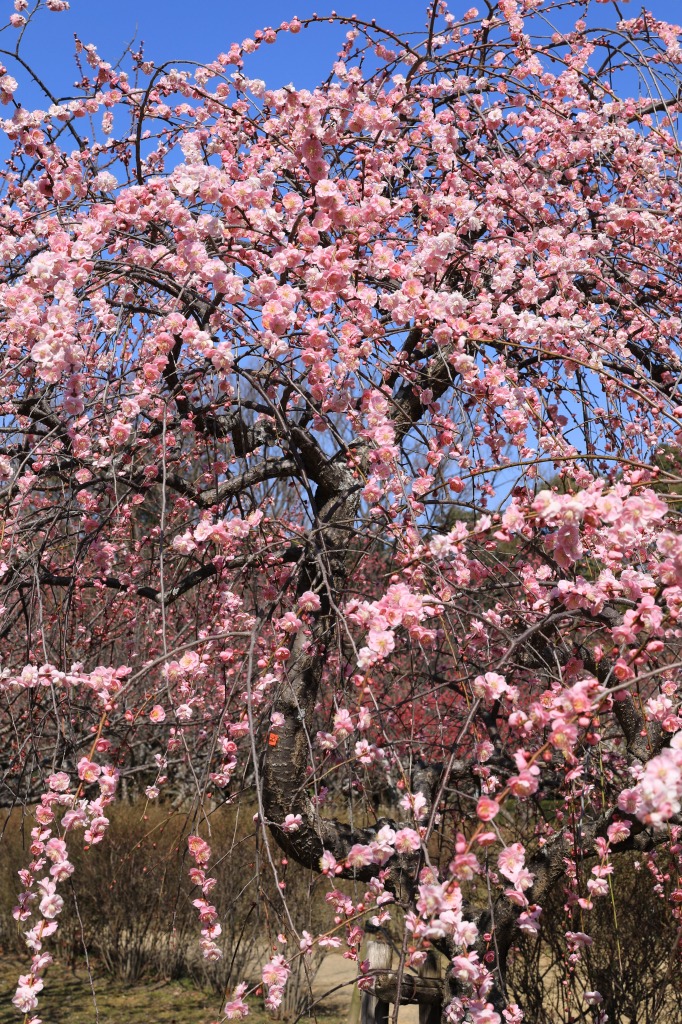 平芝公園梅まつり