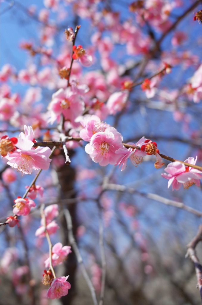 平芝公園梅まつり