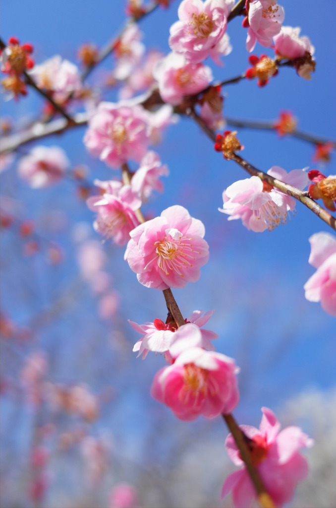 平芝公園梅まつり