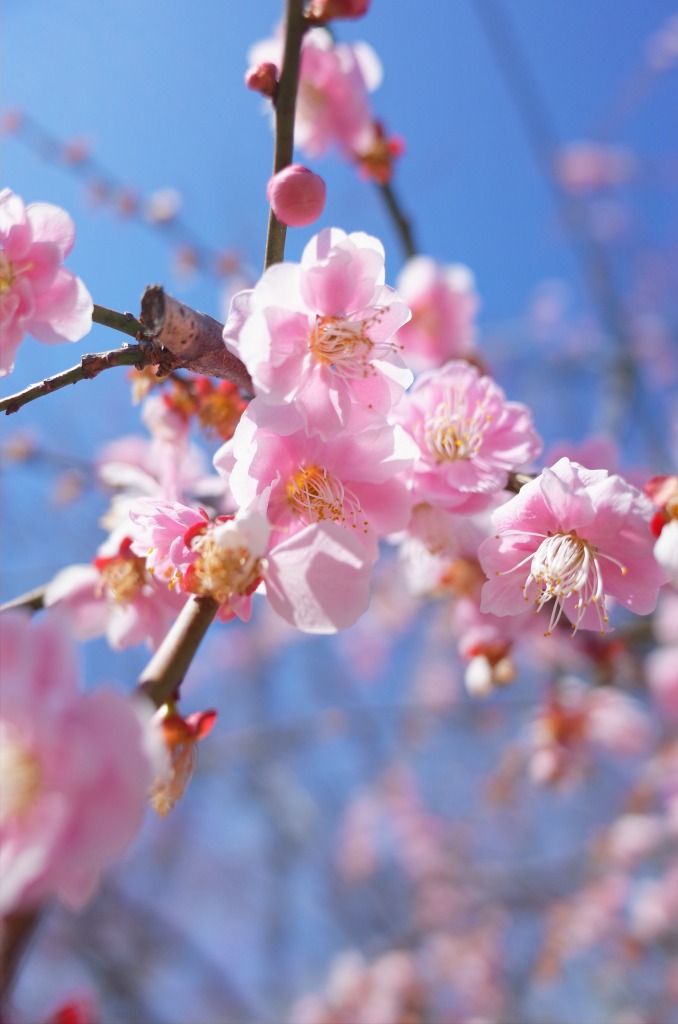 平芝公園梅まつり