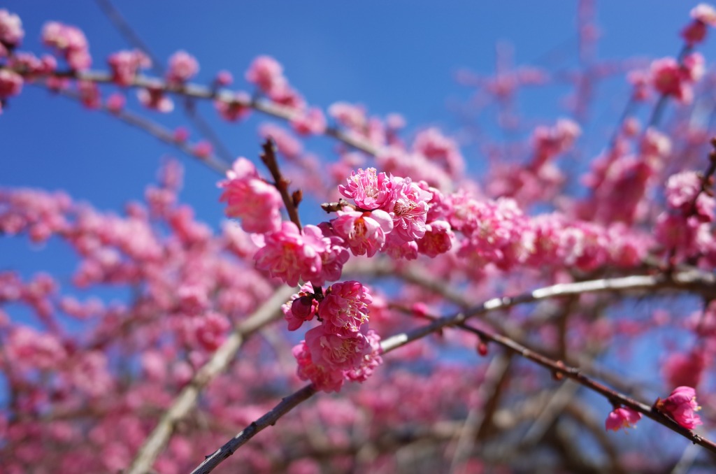 平芝公園梅まつり