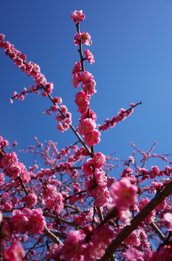 平芝公園梅まつり